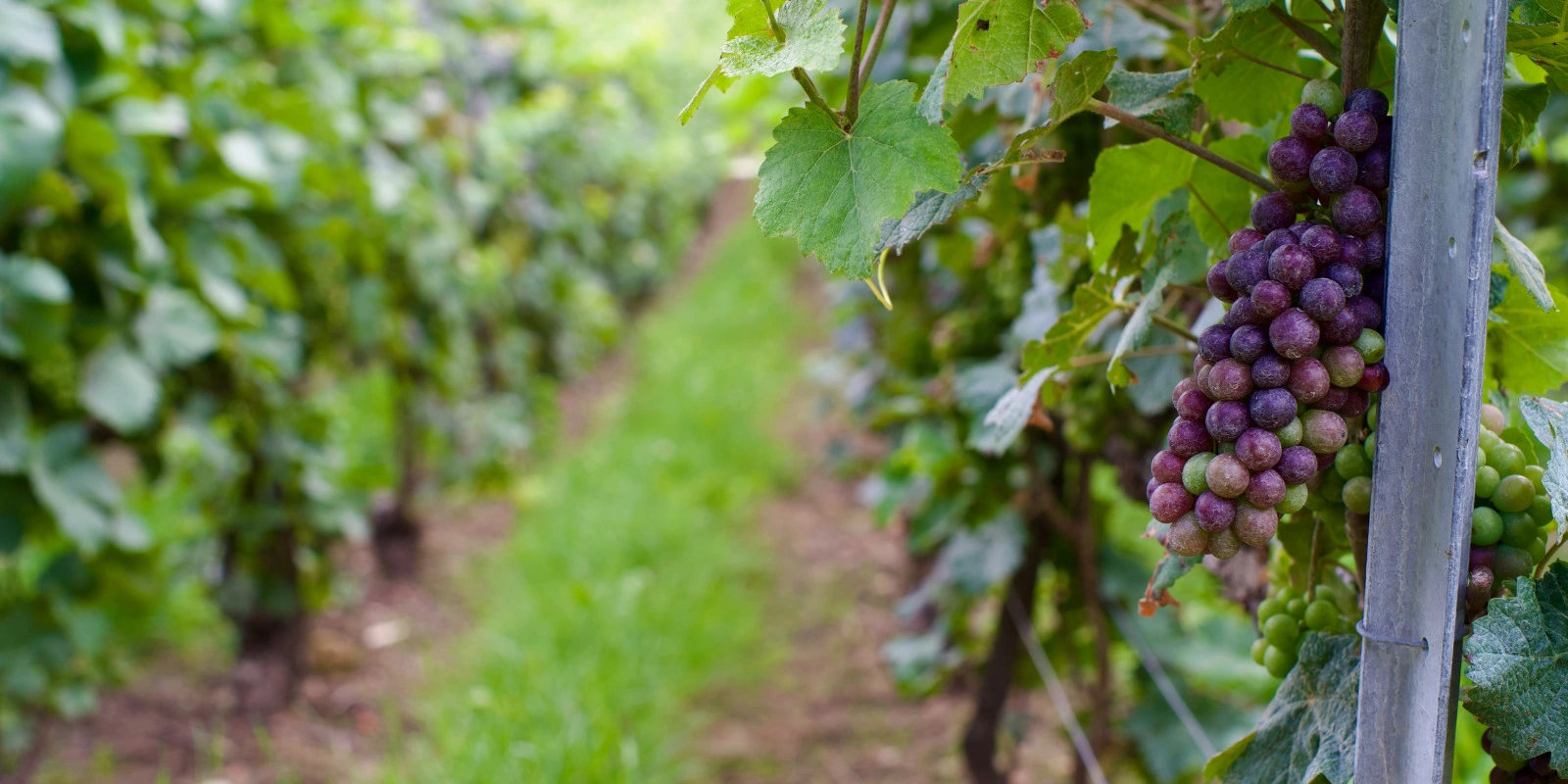 Etude de Médecine : Parcours et Réussite