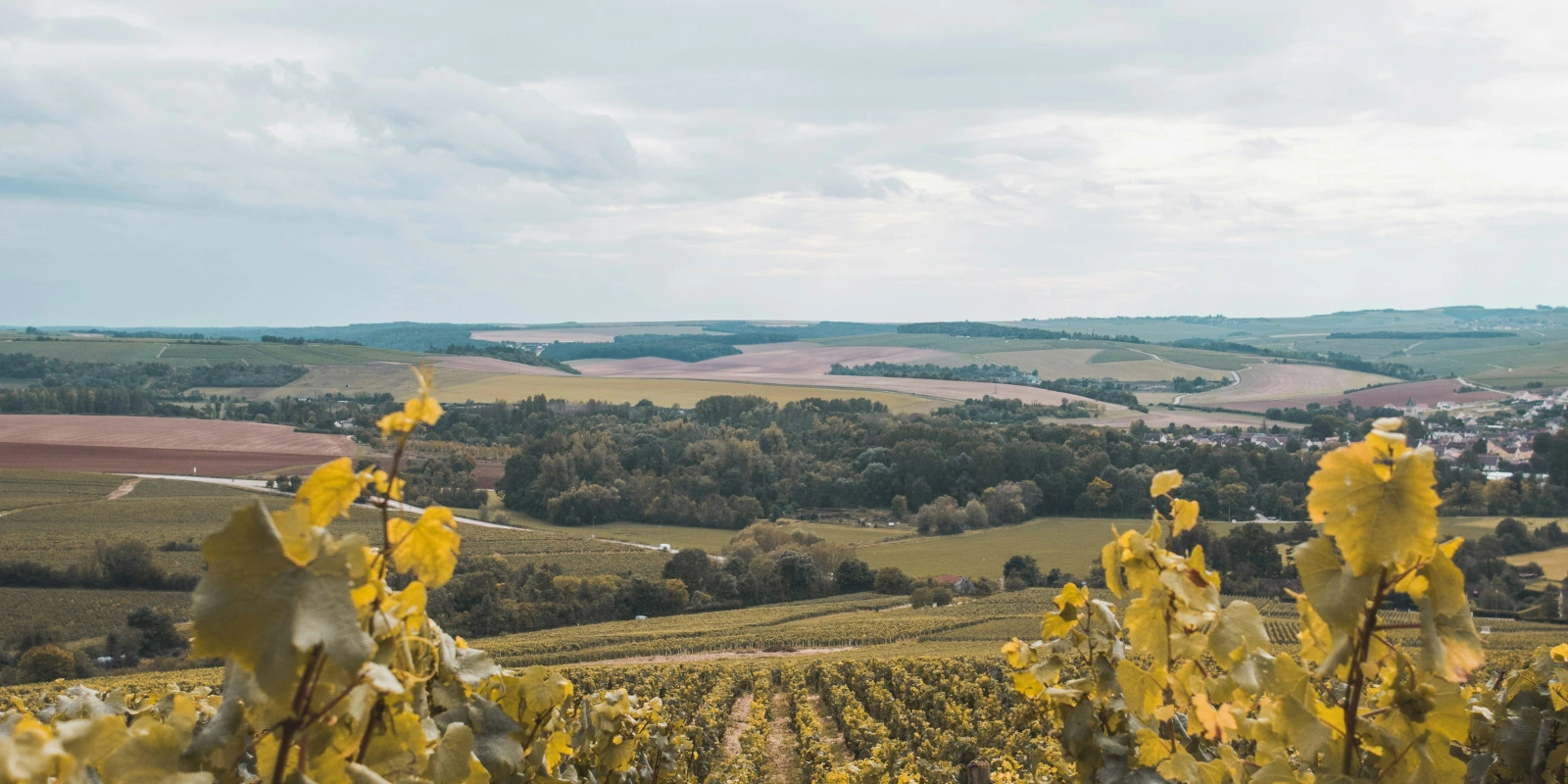 Licence Option Accès Santé : Un Accès Facilité