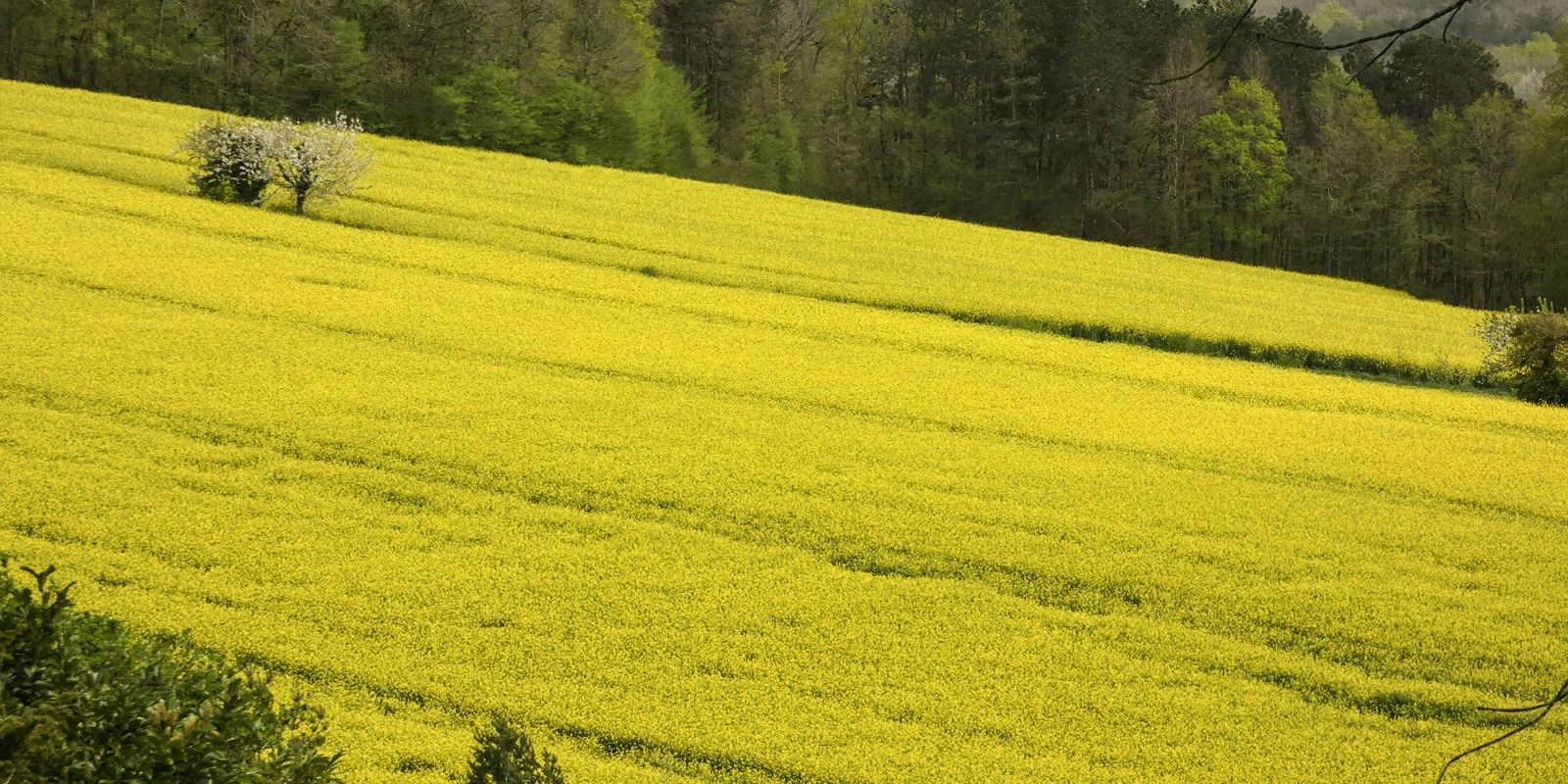 Microbiologie Médicale : Pathogènes et Infections